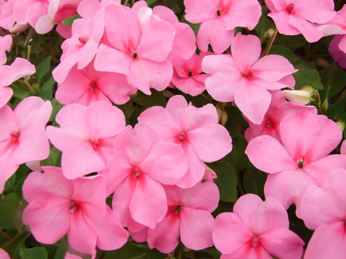 Pink Impatiens Blossoms