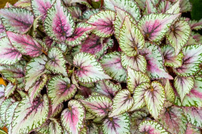 Rex Begonia with variegated green and pink leaves