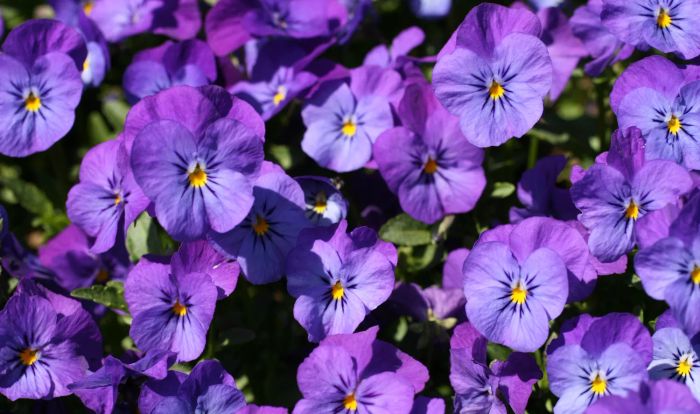 Purple Viola Flowers