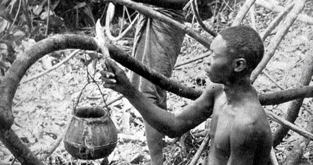 7-harvesting-rubber-vines
