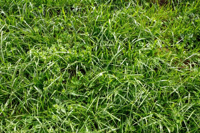 Fescue Grass