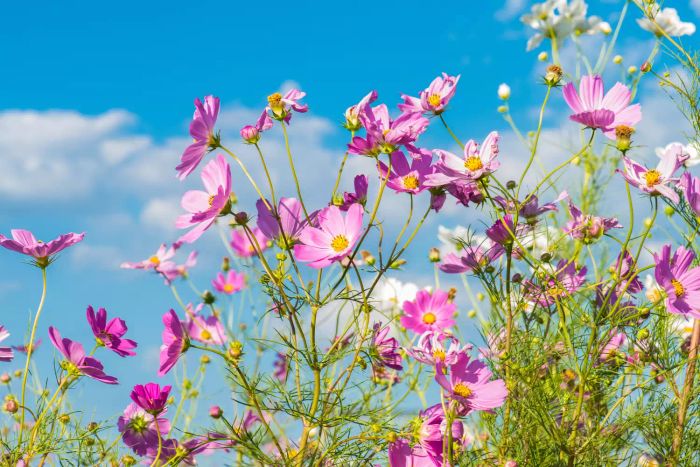 cosmos blooming in a garden