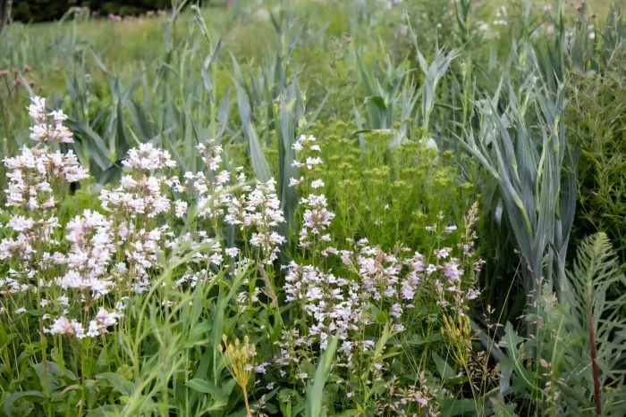 foxglove beardtongue