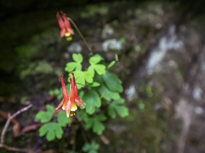 Red columbine flower