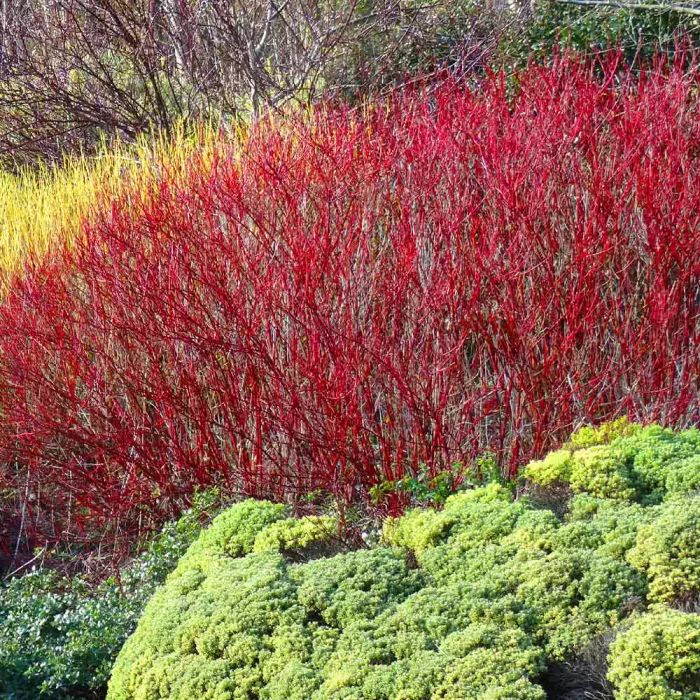 Red Twig Dogwood