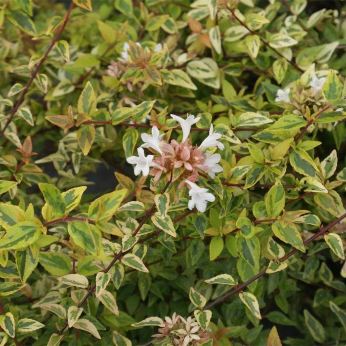 Kaleidoscope Abelia