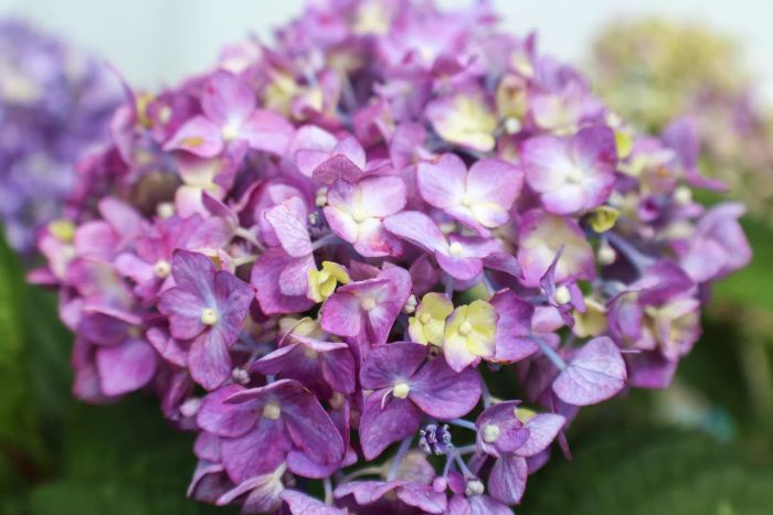 A close-up view of vibrant purple flowers on a Bloomstruck hydrangea.
