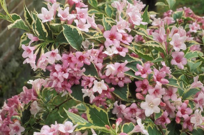 Weigela florida 'variegata'