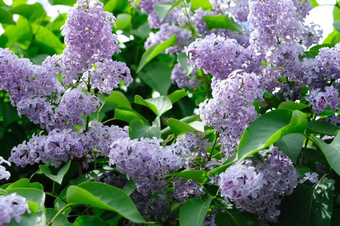 A lilac bush in full bloom with clusters of lilac-colored flowers.