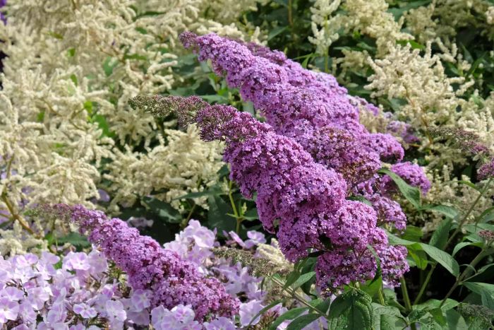 A blooming Purple Buddleja butterfly bush.