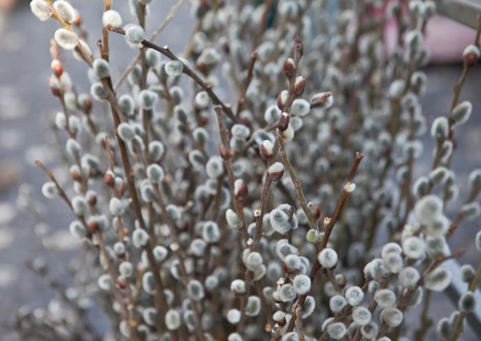 Pussy willows