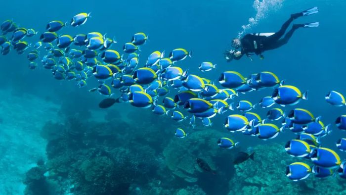 A scuba diver capturing images of a powderblue surgeonfish in its natural habitat.