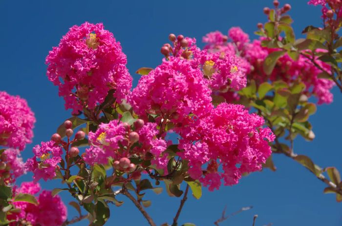 A crape myrtle tree adorned with pink blossoms.