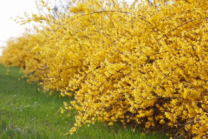 Forsythia