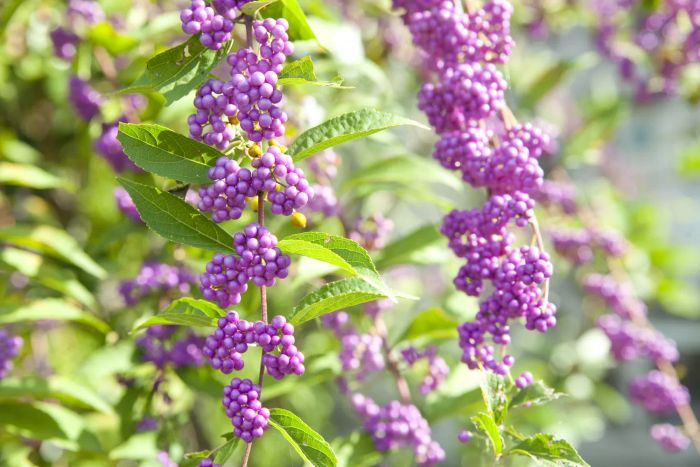 Branches of a beautyberry shrub adorned with vibrant purple berries.