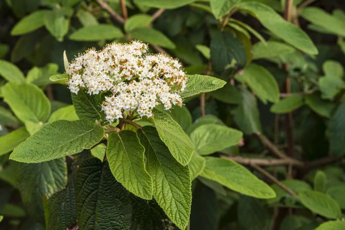 A close-up of flowering Viburnum leatherleaf (Viburnum rhytidophyllum Alleghany) against a blurred dark background. The image highlights the beautiful white flower clusters and textured dark green leaves.