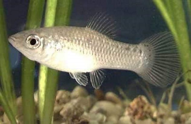 Amazon Molly