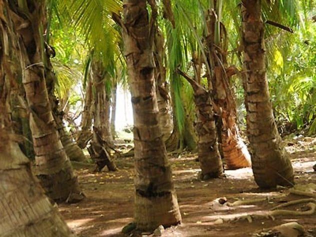 Devil's Island Trees