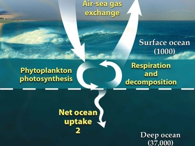 The Role of Oceans in the Carbon Cycle