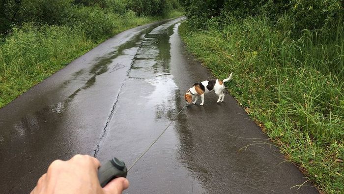 a dog standing on a wet road