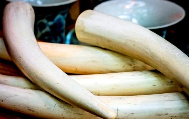 4a-elephant-tusks_75368451_small