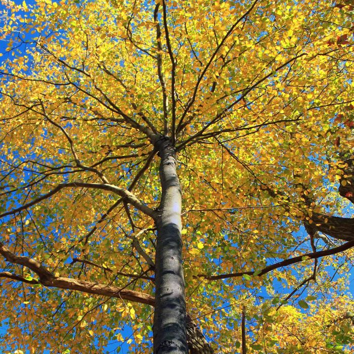 Sweet birch tree