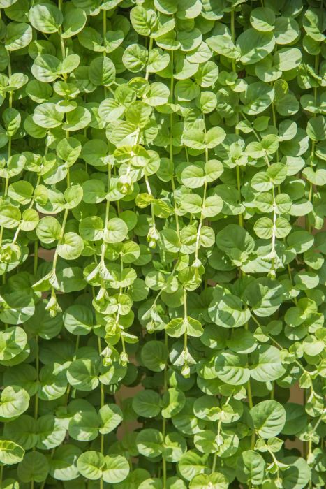closeup of light green creeping jenny vines with small round leaves