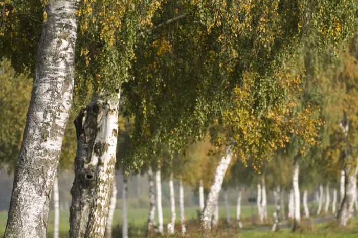silver birch trees