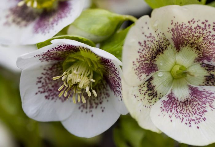 Spotted Hellebore Flowers