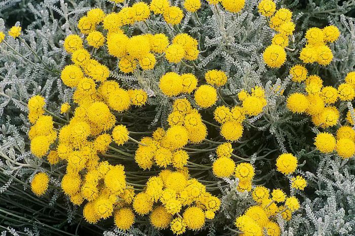 santolina chamaecyparissus (cotton lavender) july santolina