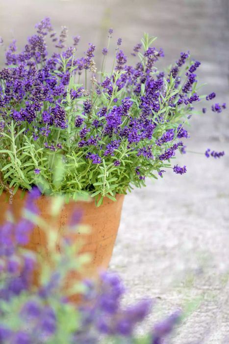 Drought Tolerant Plants, Lavender