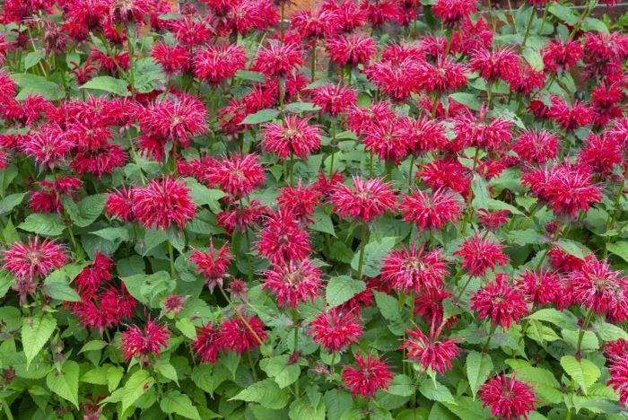 Bee Balm AKA Monarda