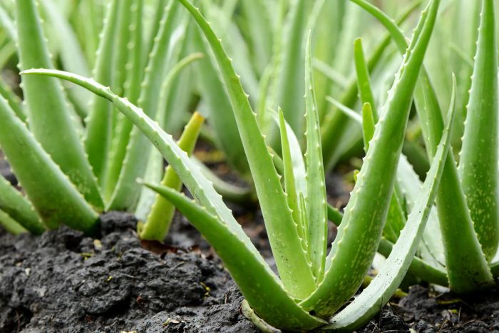Aloe plant drought tolerant
