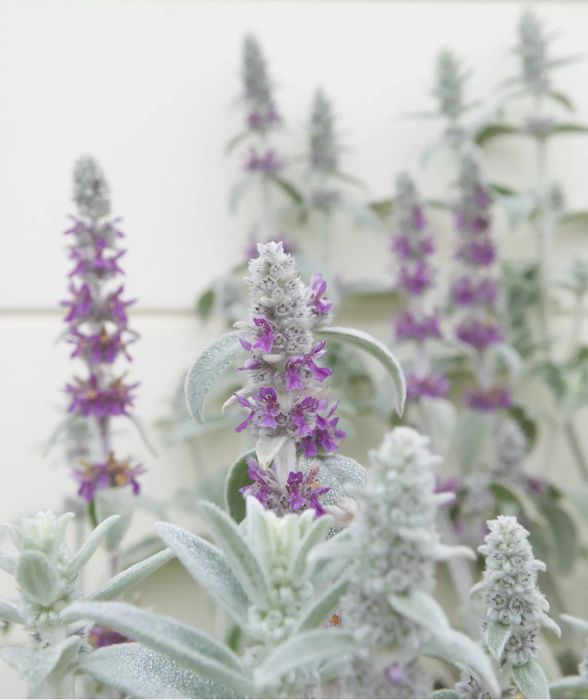 Lamb’s Ear (Stachys byzantina)