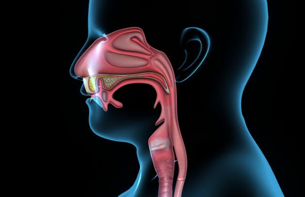 7-mouth-anatomy_43057342_SMALL