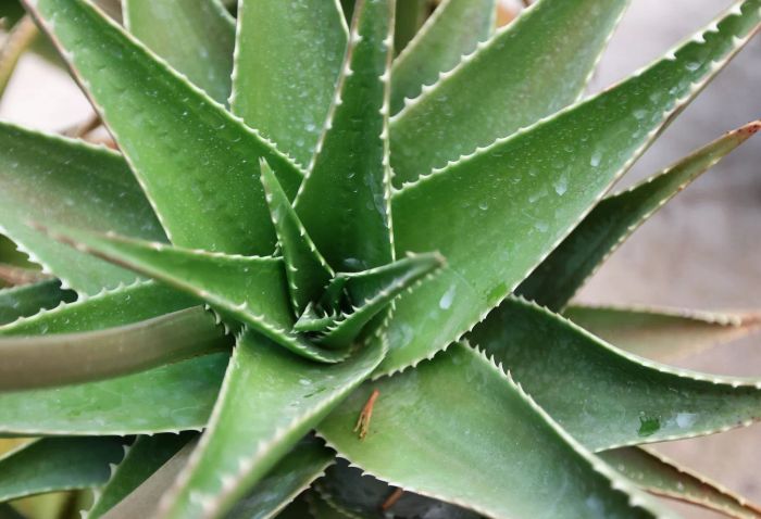 Agave Plant