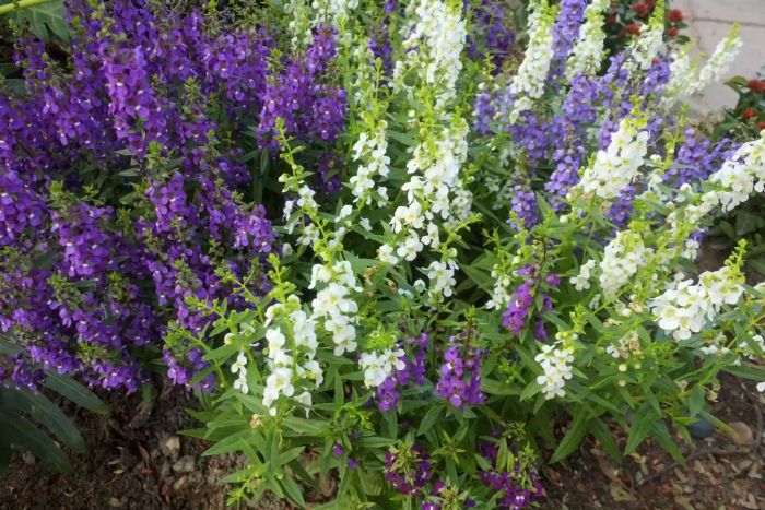 Purple and White Angelonia