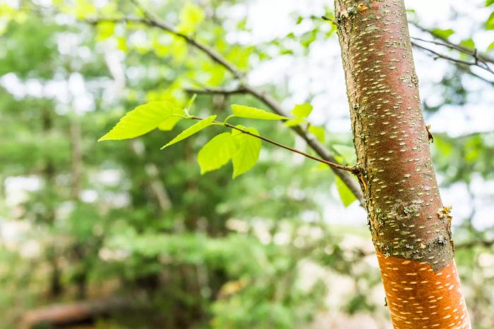 The river birch tree