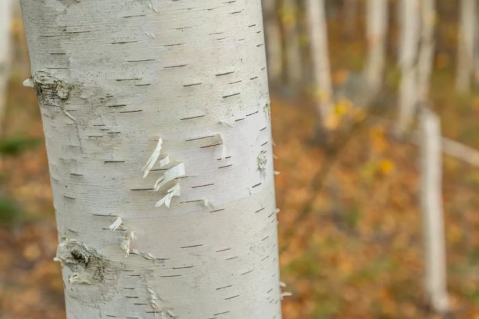 paper birch tree
