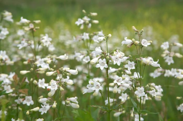Penstemon plant