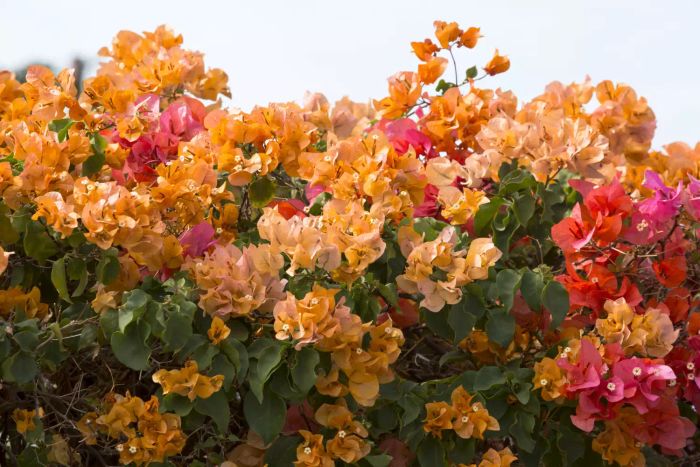 Bougainvillea