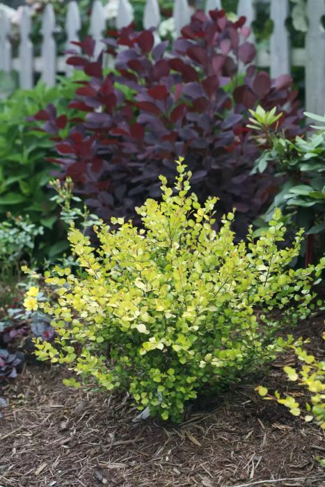 Dwarf birch