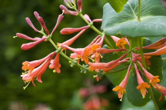 Honeysuckle Vine