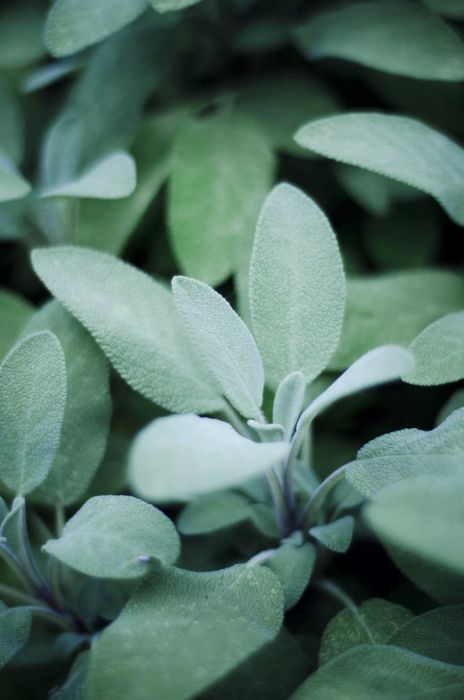 Drought Tolerant Plants, Sage
