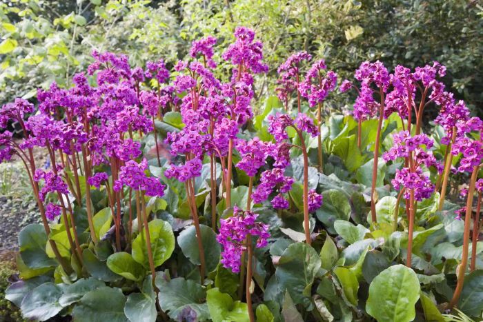 Bergenia plants blooming.