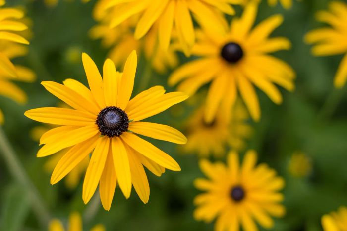 Black-eyed Susans (Rudbeckia spp.)