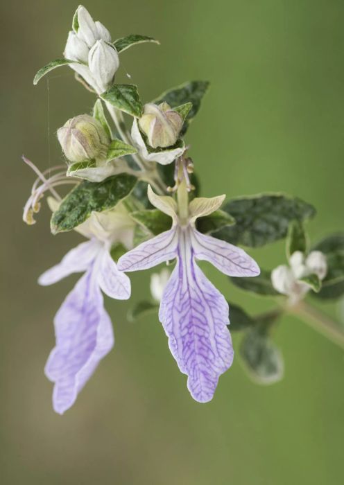 plant with light purple petals and green stems