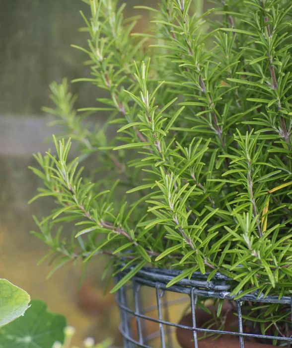 Rosemary (Rosmarinus officinalis)