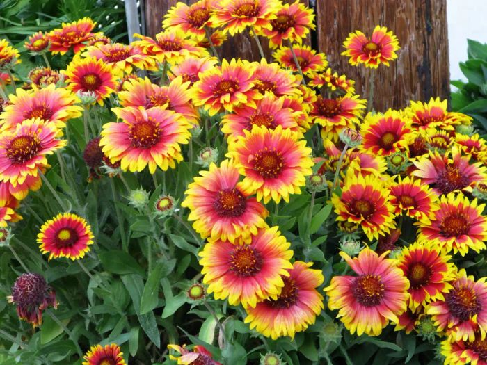 Blanket flower/Gaillardia flower