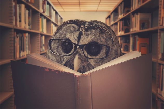 Owl